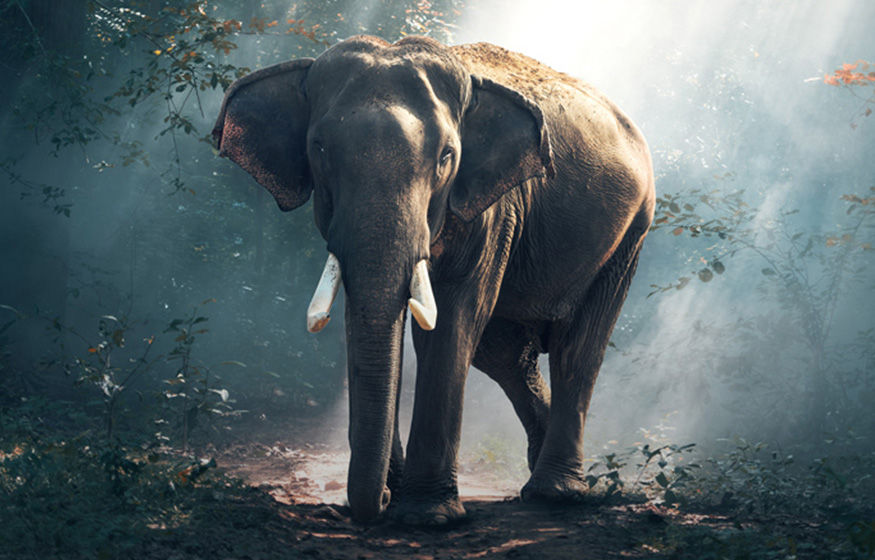 elephant in the jungle