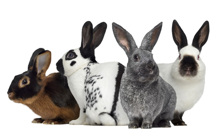 rabbits pose for a picture