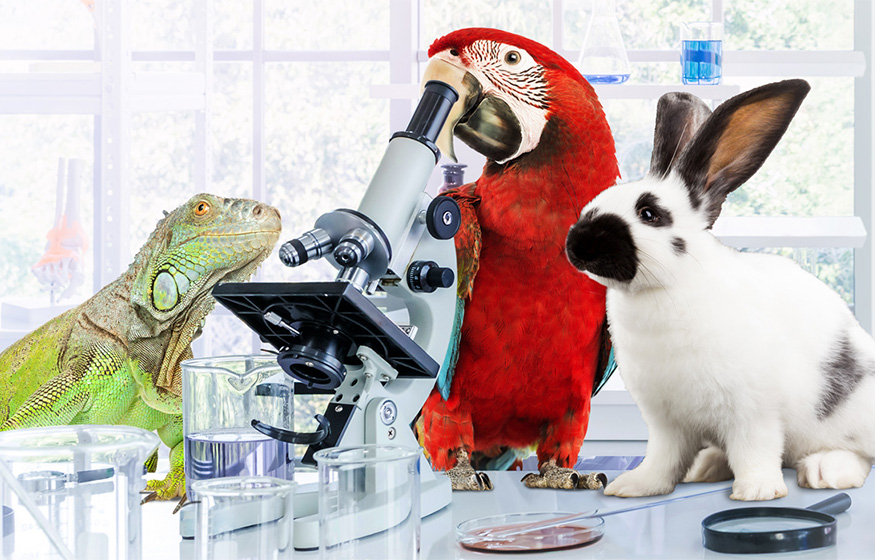Iguana parrot and rabbit working in a laboratory