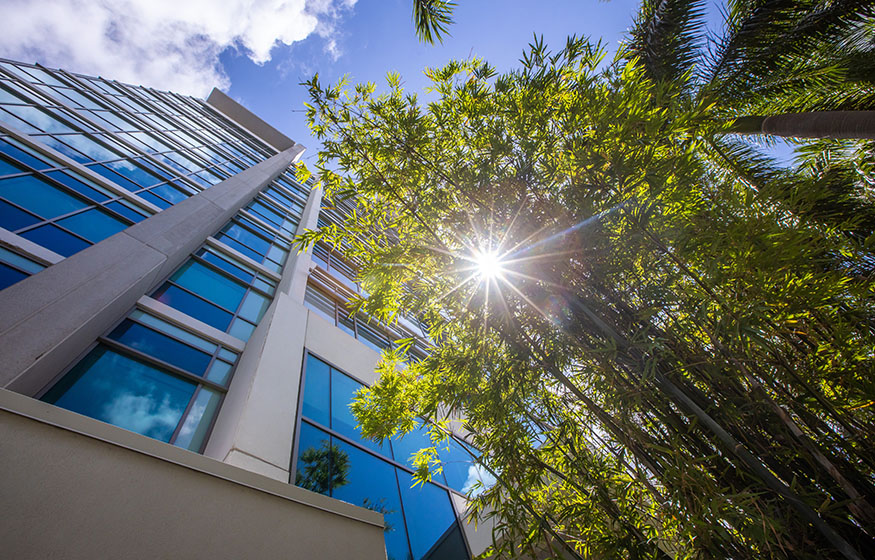 Sun shining through trees on campus