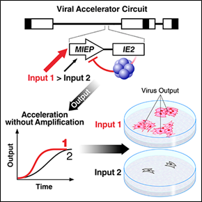 Viral Accelerator Circuit