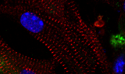 3 color fluorescent image