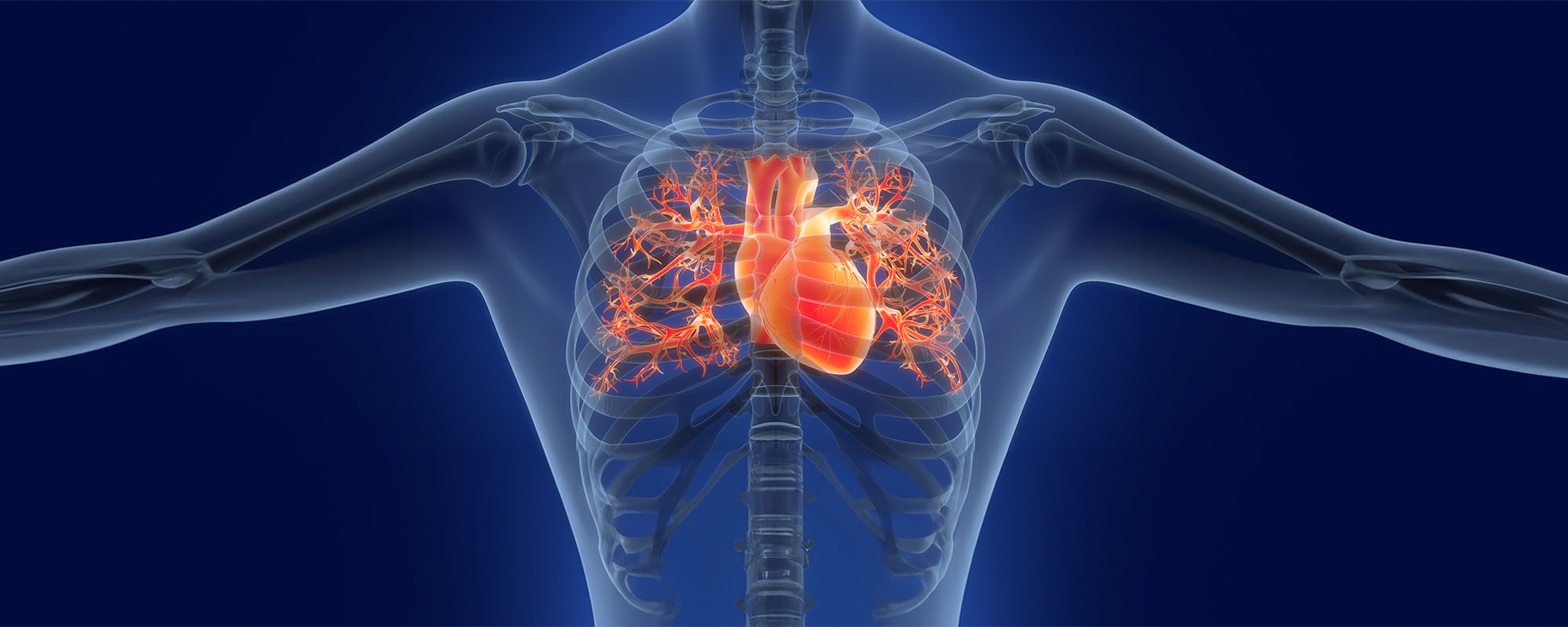 Illustration of the human heart anatomy inside a transparent skeleton
