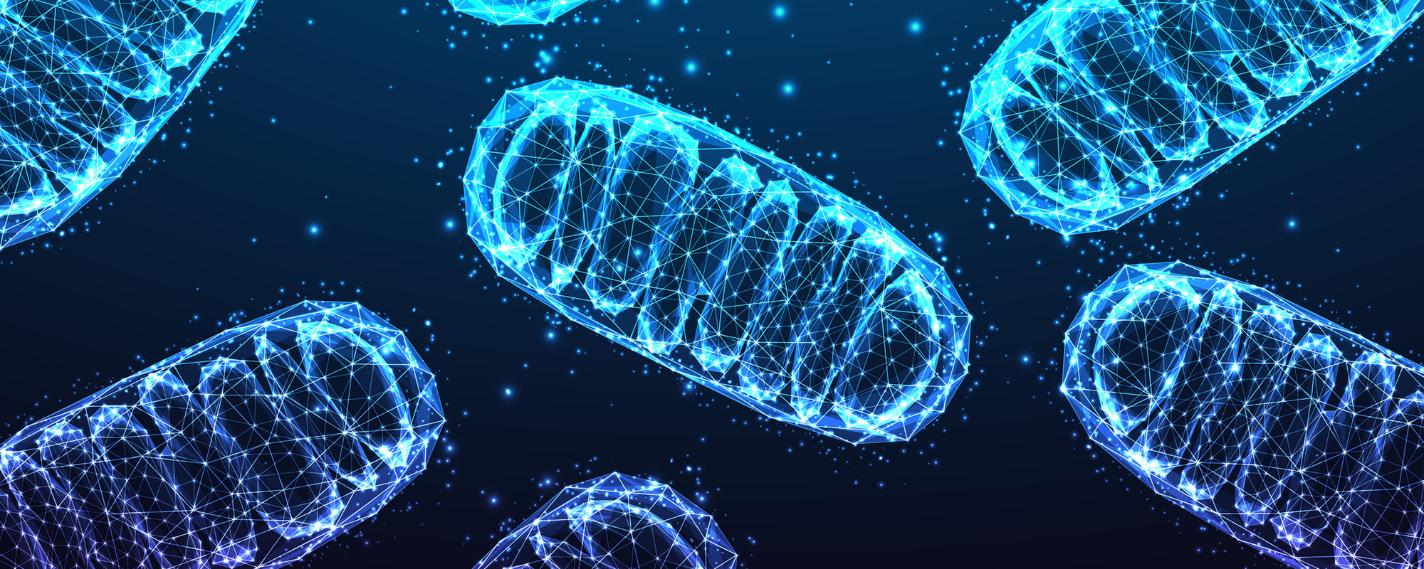 Illustration of mitochondria cells