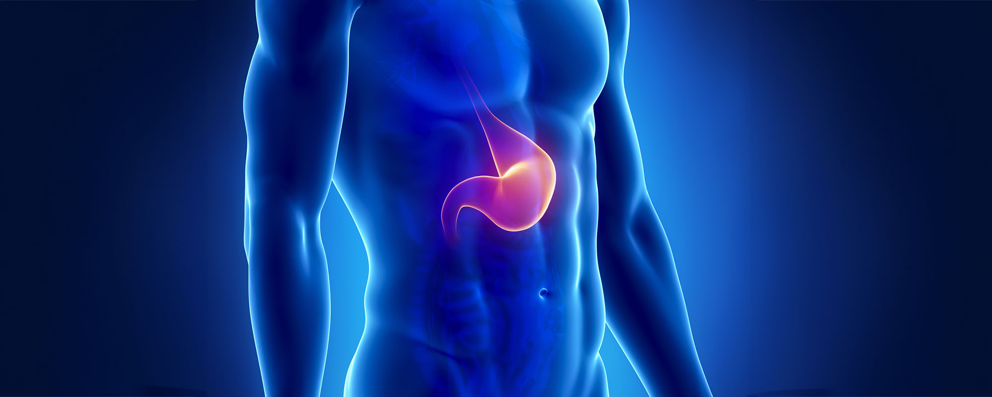 Illustration of the human body, with the stomach highlighted